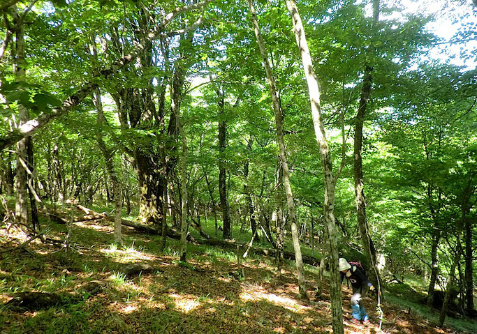 大室山原生林