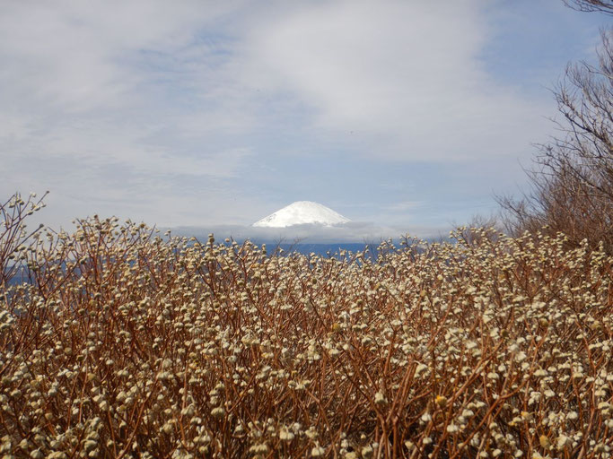 矢倉岳山頂より