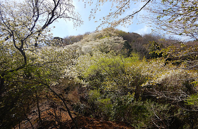 間の山に続く桜尾根