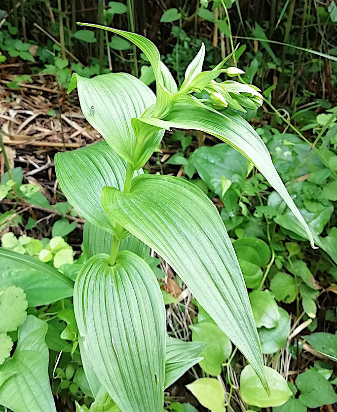 未同定    カキラン?? 