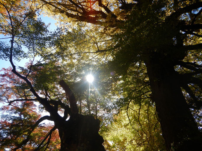 益山寺の大イチョウと大カエデ