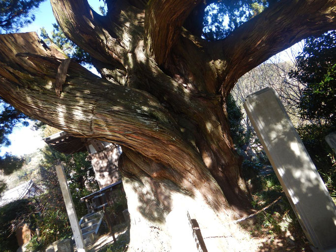 城願寺のビャクシン