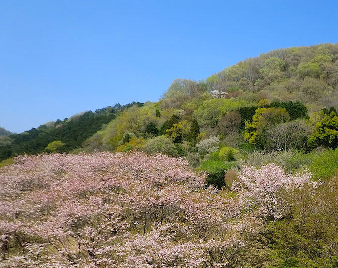 松川湖　湖畔の桜