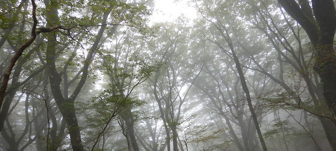 白砂天井