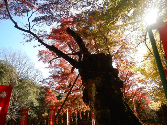 益山寺の大カエデ