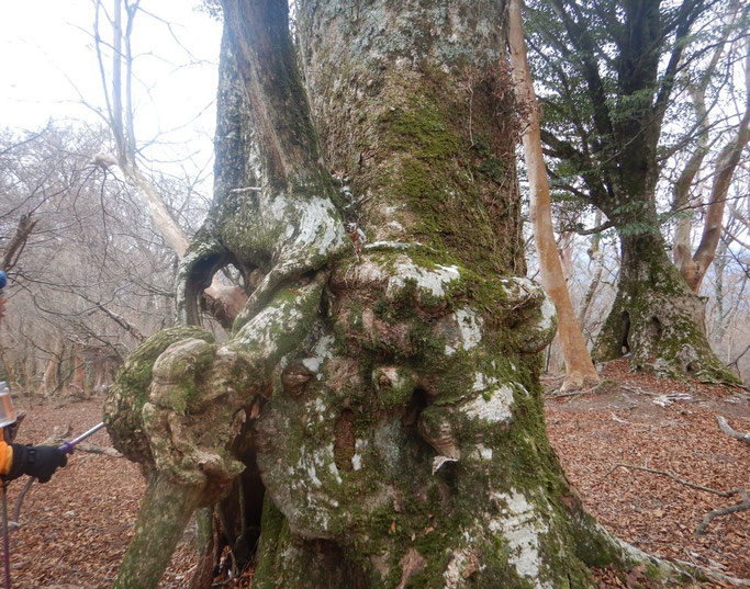 ケヤキ
