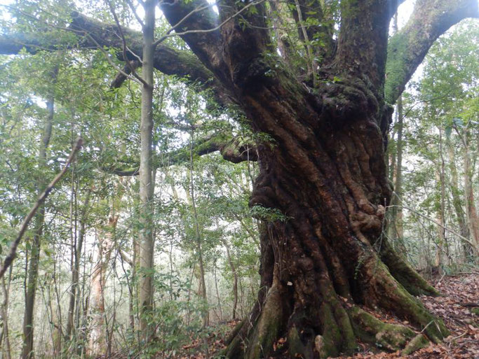 樹齢500年の大アカガシ