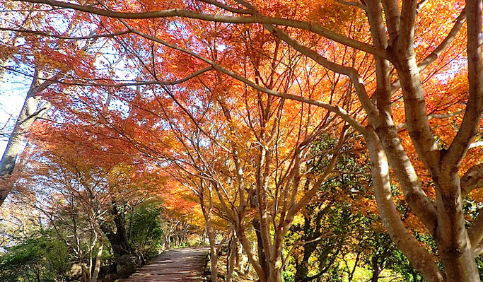 葛城山山頂の紅葉