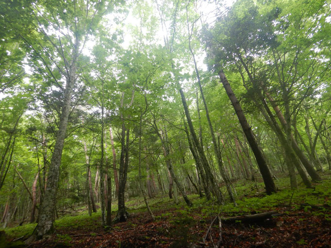 広葉樹林帯、林床はフタリシズカ