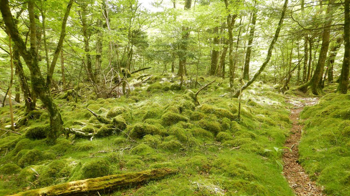 村山古道・中宮八幡堂付近