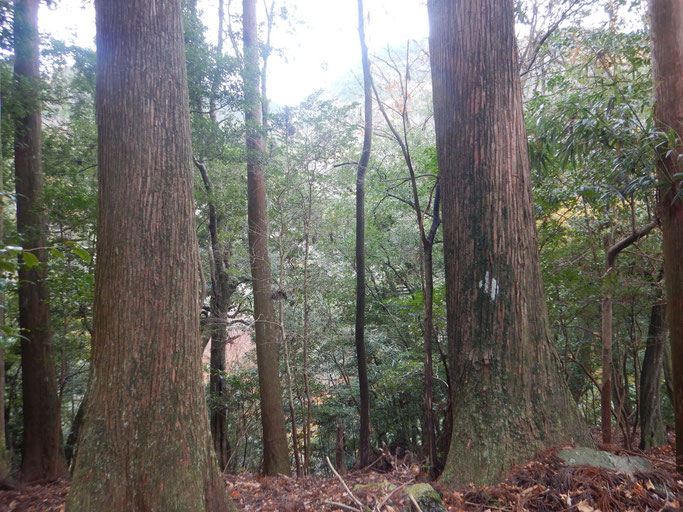 御礼杉
