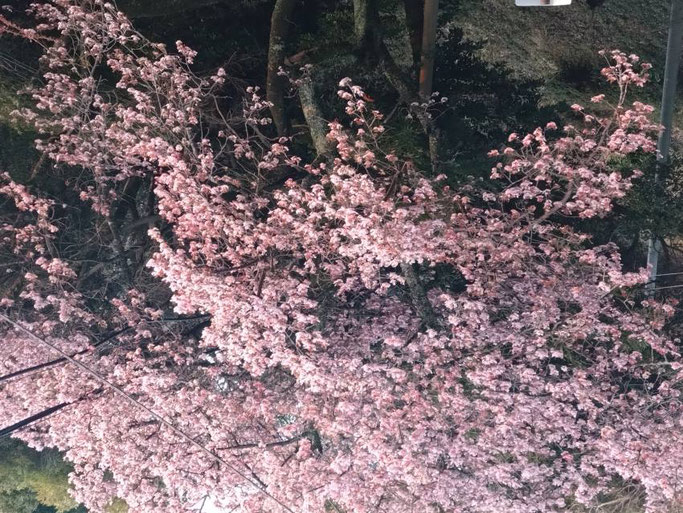 熱海桜