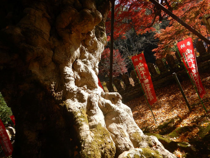 益山寺の大カエデ