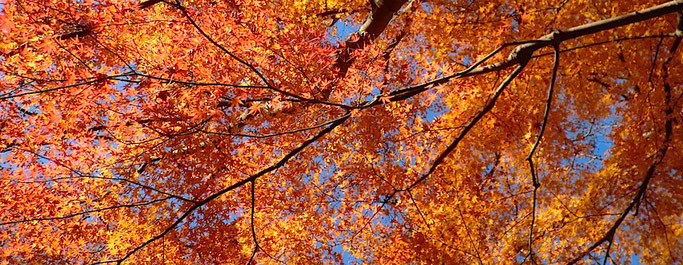 雄飛滝の紅葉