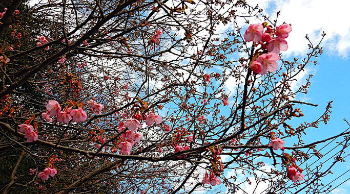 河津桜 ?