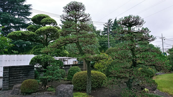 黒松 剪定後