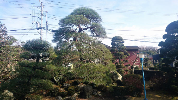 赤松 手入れ後