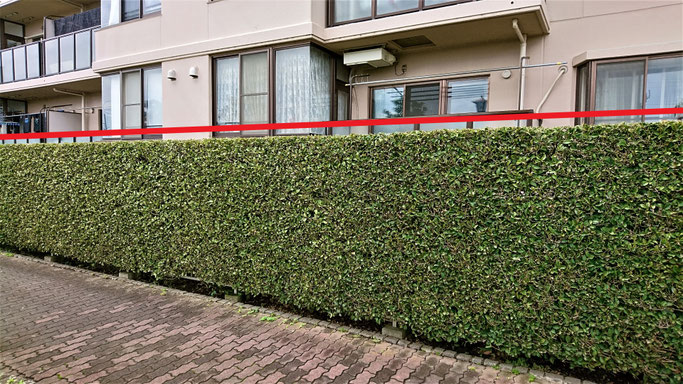 赤のラインが天端