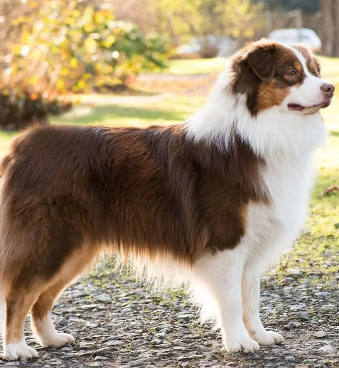 Yellowstone´s Hola Chicas! "Don" von den Yellowstone Aussies