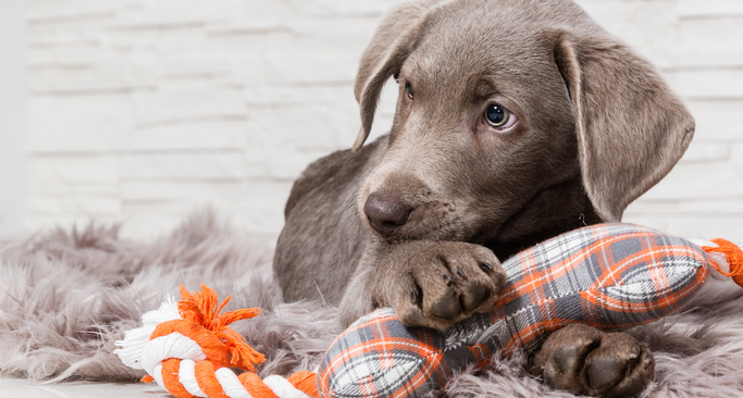 Puppycursus Hondenschool Nunspeet Harderwijk Hulshorst