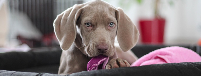 weimaraner, indoor, spelen, denkwerk