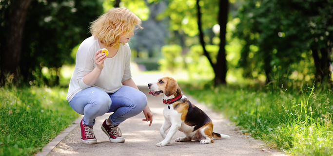 Hondenschool Nunspeet Harderwijk puppycursus honden opvoeding gehoorzaamheid