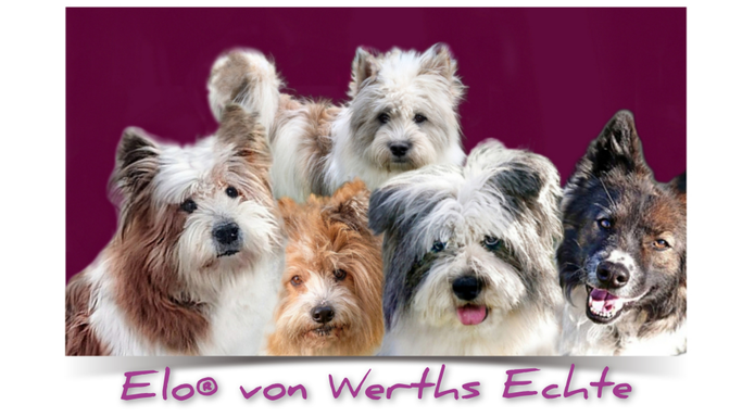 mehrere rauhaarige Elos aus der fränkischen Zuchtstätte Elo von Werths Echte