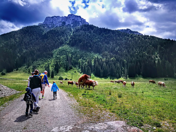 Auch manches Kalb war gehfaul und ließ sich von der Mama tragen...