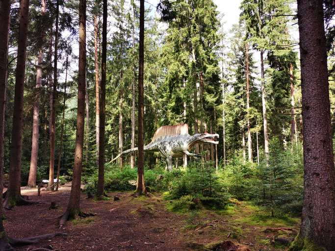 Nadelwald auf dem Rundweg durch den Dinopark Altmühltal