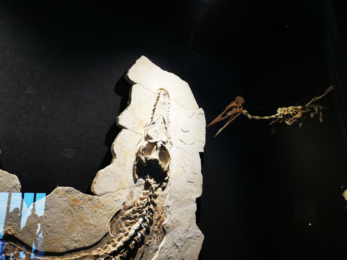 Dinosaurier-Skelett in der dunklen Ausstellungshalle des Dinomuseums