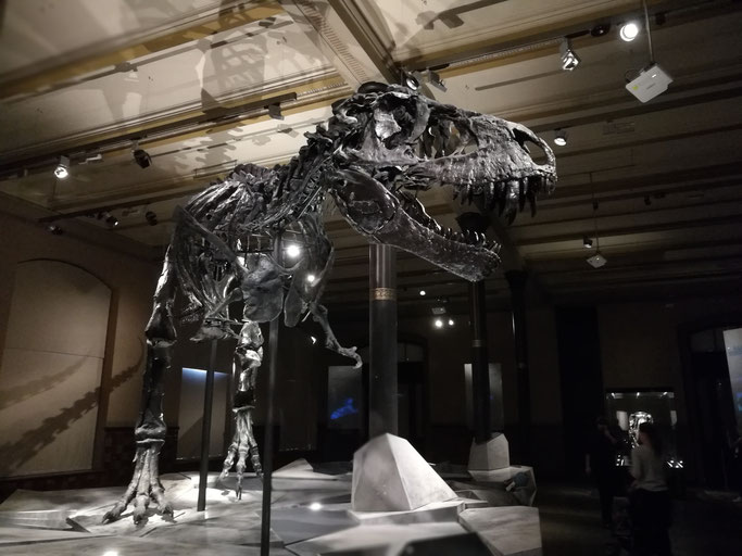 Tristan, der T-Rex im Naturkundemuseum