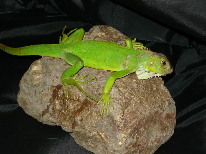 Iguanas crías 2009