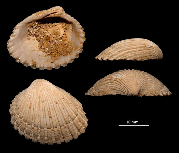 Venericardia pinnula, Miocene dell'Aquitania