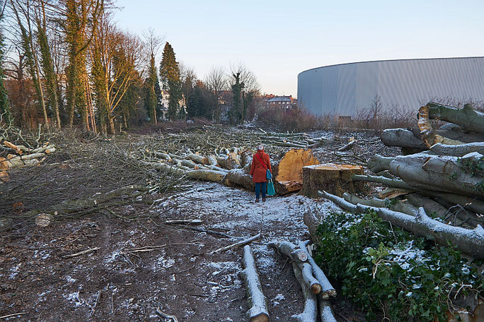 Baumriesen werden gefällt für Bauprojekte. Gefällt des schnöden Mammons wegen.