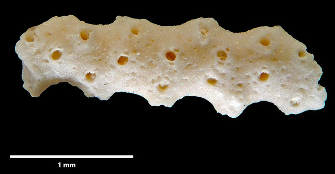 Senckenberg, Bryozoa, Bryozoen, Moostierchen, Sammlung Voigt