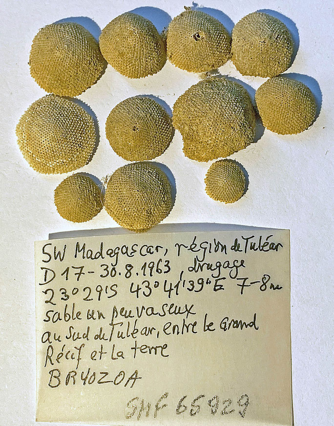 Senckenberg, Bryozoa, Bryozoen, Moostierchen, Sammlung Voigt