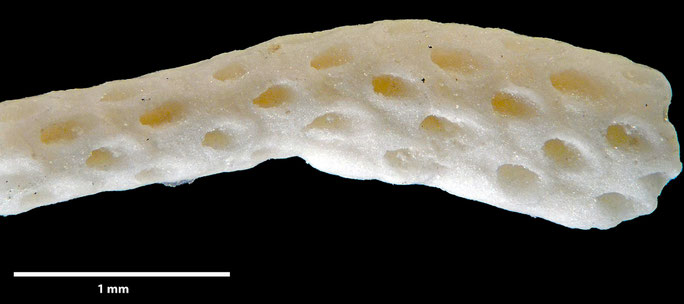 Senckenberg, Bryozoa, Bryozoen, Moostierchen, Sammlung Voigt