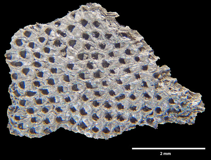 Senckenberg, Bryozoa, Bryozoen, Moostierchen, Sammlung Voigt