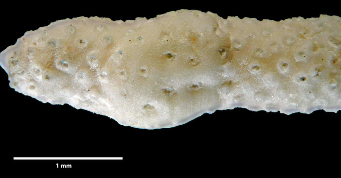 Senckenberg, Bryozoa, Bryozoen, Moostierchen, Sammlung Voigt