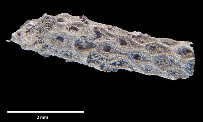 Senckenberg, Bryozoa, Bryozoen, Moostierchen, Sammlung Voigt