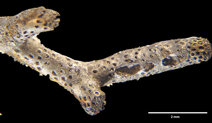 Senckenberg, Bryozoa, Bryozoen, Moostierchen, Sammlung Voigt