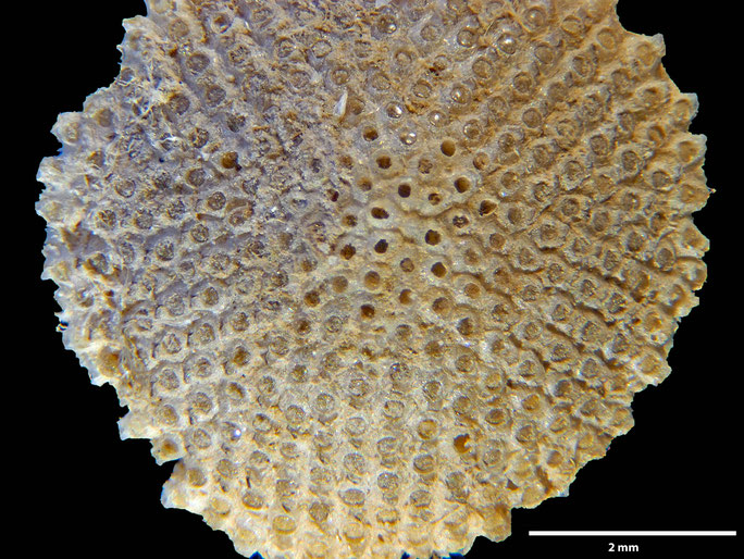 Senckenberg, Bryozoa, Bryozoen, Moostierchen, Sammlung Voigt