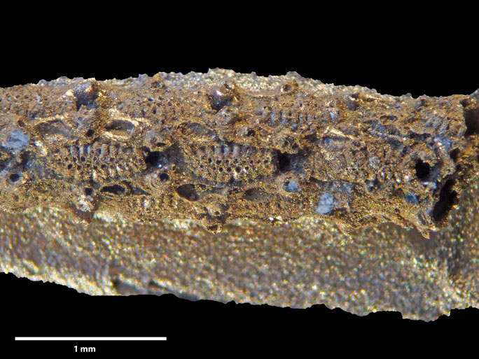 Senckenberg, Bryozoa, Bryozoen, Moostierchen, Sammlung Voigt