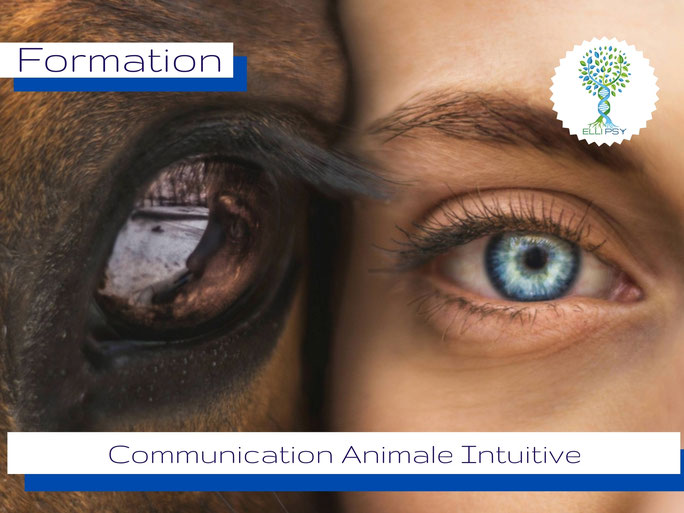 ellipsy-formation-communication-animale