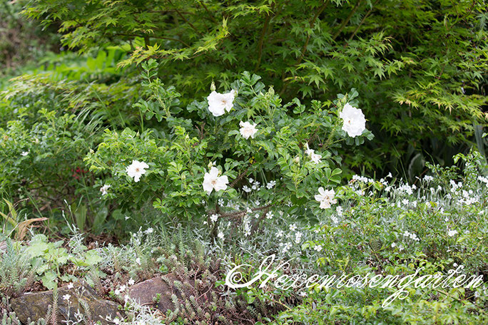 Rosen Blüte Hexenrosengarten Garten Rosenblog Frühling White Roadrunner Rugosa weiß