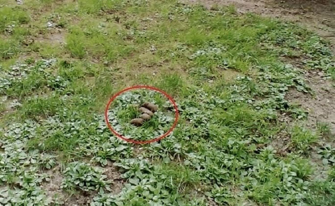 Pero hay muchas personas que deciden soltar a sus animales y libres hacen sus necesidades por donde les da la gana y lo peor que no se recogen los excrementos.