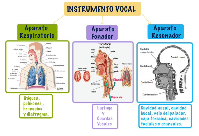 tema 5. La voz humana Página web de luciadiazmusica