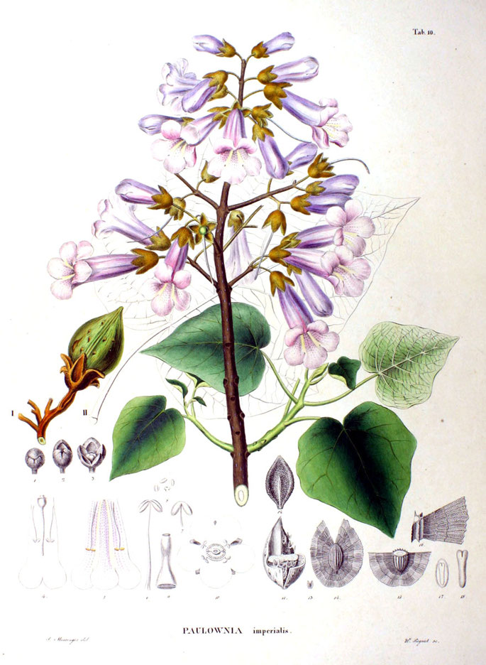 Quelle: Flora Japonica, Sectio Prima (Tafelband) (1870  http://www.biolib.de/siebold/flora3/high/CRW_6558_RT8.html