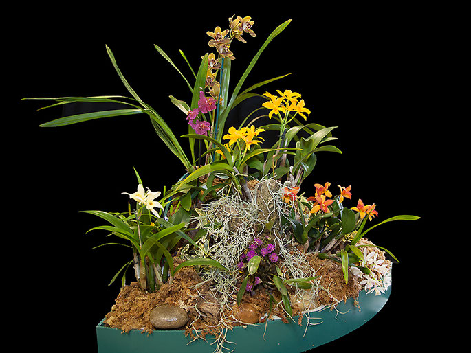 A Balanced Display of more than Three Orchids