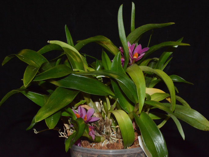 Dendrobium Hibiki (laevifolium x bracteosum)